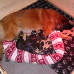 Roxy und Ihre Welpen